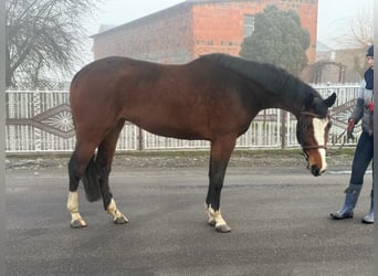 Polnisches Warmblut, Stute, 4 Jahre, 165 cm, Rotbrauner