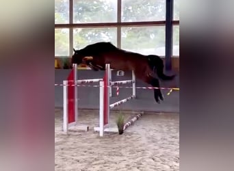 Polnisches Warmblut, Stute, 4 Jahre, 166 cm, Dunkelbrauner
