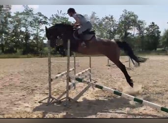 Polnisches Warmblut, Stute, 4 Jahre, 166 cm, Dunkelbrauner