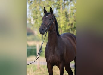 Polnisches Warmblut, Stute, 4 Jahre, 168 cm, Brauner