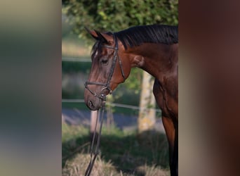 Polnisches Warmblut, Stute, 4 Jahre, 168 cm, Brauner