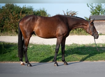 Polnisches Warmblut, Stute, 4 Jahre, 168 cm, Brauner