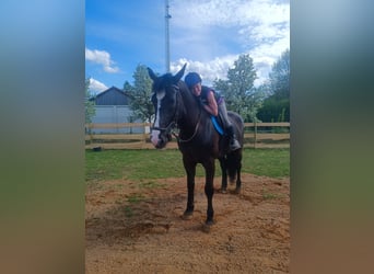 Polnisches Warmblut, Stute, 4 Jahre, 169 cm, Rappe