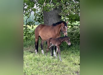 Polnisches Warmblut, Stute, 5 Jahre, 165 cm, Brauner