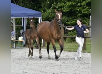 Polnisches Warmblut, Stute, 5 Jahre, 165 cm