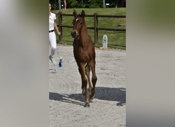 Polnisches Warmblut, Stute, 5 Jahre, 165 cm