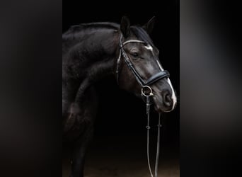 Polnisches Warmblut, Stute, 5 Jahre, 168 cm, Rappe