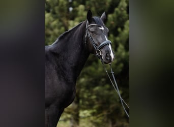Polnisches Warmblut, Stute, 5 Jahre, 168 cm, Rappe