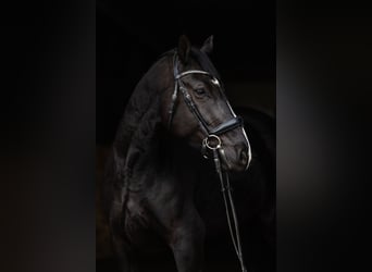 Polnisches Warmblut, Stute, 5 Jahre, 168 cm, Rappe
