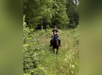 Polnisches Warmblut, Stute, 5 Jahre, 168 cm, Rappe