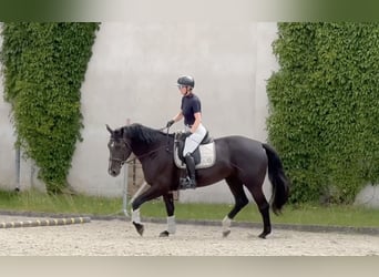 Polnisches Warmblut, Stute, 5 Jahre, 168 cm, Rappe