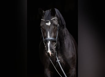 Polnisches Warmblut, Stute, 5 Jahre, 168 cm, Rappe
