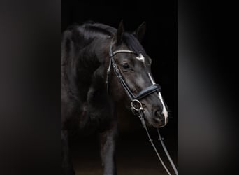 Polnisches Warmblut, Stute, 5 Jahre, 168 cm, Rappe