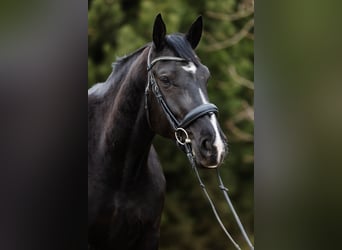 Polnisches Warmblut, Stute, 5 Jahre, 168 cm, Rappe