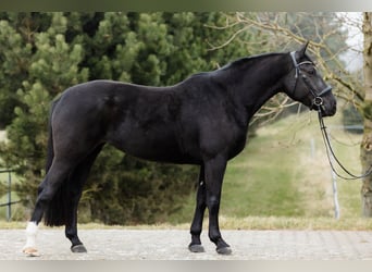 Polnisches Warmblut, Stute, 5 Jahre, 168 cm, Rappe