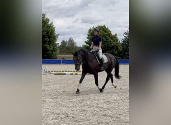 Polnisches Warmblut, Stute, 5 Jahre, 168 cm, Rappe