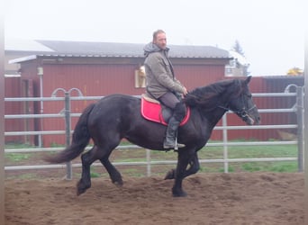 Polnisches Warmblut Mix, Stute, 6 Jahre, 153 cm, Rappe