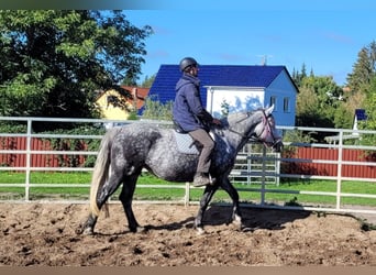 Polnisches Warmblut, Stute, 6 Jahre, 160 cm, Apfelschimmel