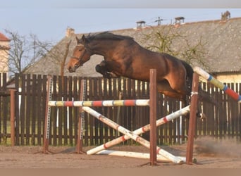 Polnisches Warmblut, Stute, 6 Jahre, 163 cm, Brauner