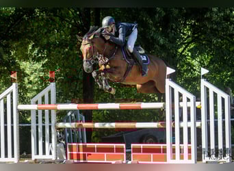 Polnisches Warmblut, Stute, 6 Jahre, 163 cm, Brauner