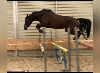 Polnisches Warmblut, Stute, 6 Jahre, 165 cm, Schwarzbrauner