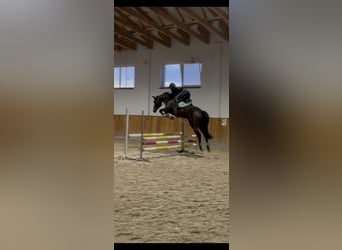 Polnisches Warmblut Mix, Stute, 6 Jahre, 166 cm, Dunkelbrauner