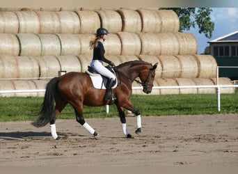 Polnisches Warmblut, Stute, 7 Jahre, 168 cm, Brauner