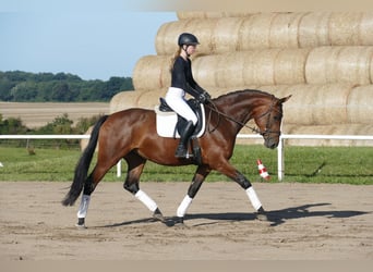 Polnisches Warmblut, Stute, 7 Jahre, 168 cm, Brauner