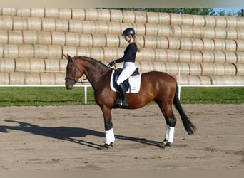 Polnisches Warmblut, Stute, 7 Jahre, 168 cm, Brauner