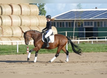 Polnisches Warmblut, Stute, 7 Jahre, 168 cm, Brauner