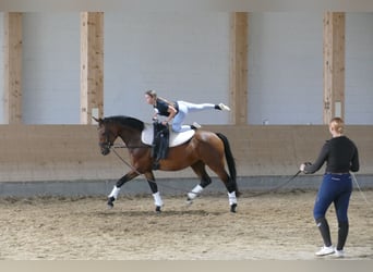 Polnisches Warmblut, Stute, 7 Jahre, 168 cm, Brauner