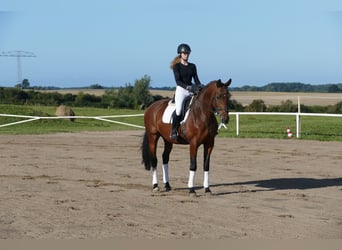 Polnisches Warmblut, Stute, 7 Jahre, 168 cm, Brauner