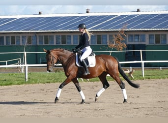 Polnisches Warmblut, Stute, 7 Jahre, 168 cm, Brauner