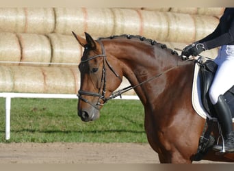Polnisches Warmblut, Stute, 7 Jahre, 168 cm, Brauner