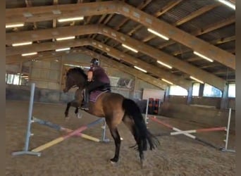 Polnisches Warmblut, Stute, 7 Jahre, 172 cm, Brauner