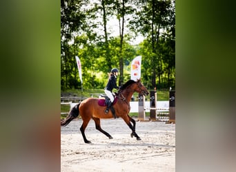 Polnisches Warmblut, Stute, 7 Jahre, 172 cm, Rotbrauner