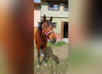 Polnisches Warmblut, Stute, 7 Jahre, 172 cm, Rotbrauner