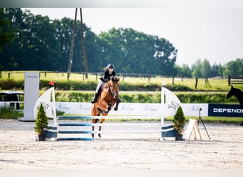 Polnisches Warmblut, Stute, 7 Jahre, 172 cm, Rotbrauner