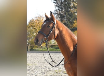 Polnisches Warmblut, Stute, 8 Jahre, 162 cm, Dunkelfuchs