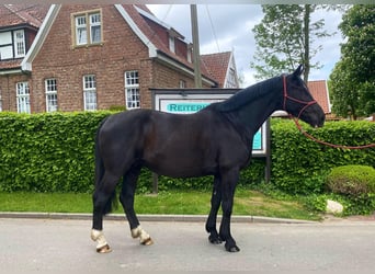 Polnisches Warmblut, Stute, 8 Jahre, 163 cm, Rappe