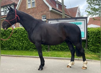 Polnisches Warmblut, Stute, 8 Jahre, 163 cm, Rappe