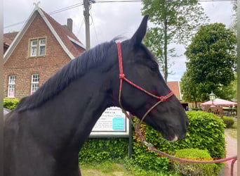 Polnisches Warmblut, Stute, 8 Jahre, 163 cm, Rappe