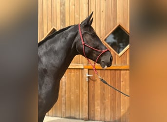 Polnisches Warmblut, Stute, 8 Jahre, 164 cm, Rappe