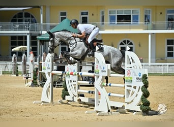 Polnisches Warmblut, Stute, 8 Jahre, 168 cm, Schimmel