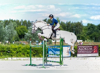 Polnisches Warmblut, Stute, 8 Jahre, 169 cm, Schimmel