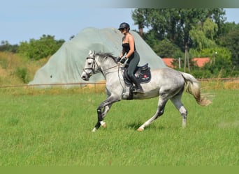 Polnisches Warmblut, Stute, 8 Jahre, 170 cm, Schimmel