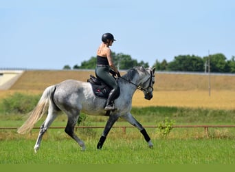 Polnisches Warmblut, Stute, 8 Jahre, 170 cm, Schimmel