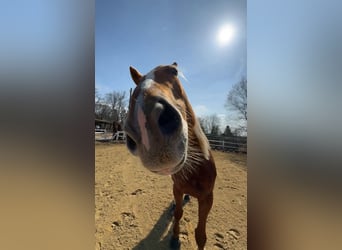 Polnisches Warmblut, Stute, 8 Jahre, 175 cm, Fuchs