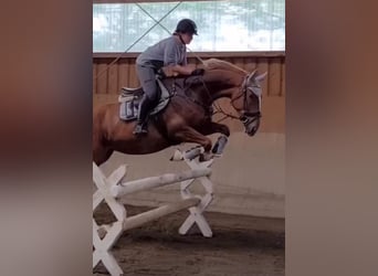 Polnisches Warmblut, Stute, 8 Jahre, 175 cm, Fuchs