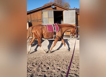 Polnisches Warmblut, Stute, 8 Jahre, 175 cm, Fuchs
